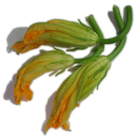 squashblossom