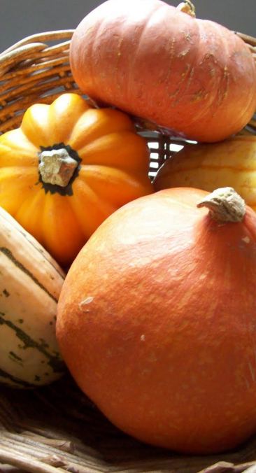 wintersquash